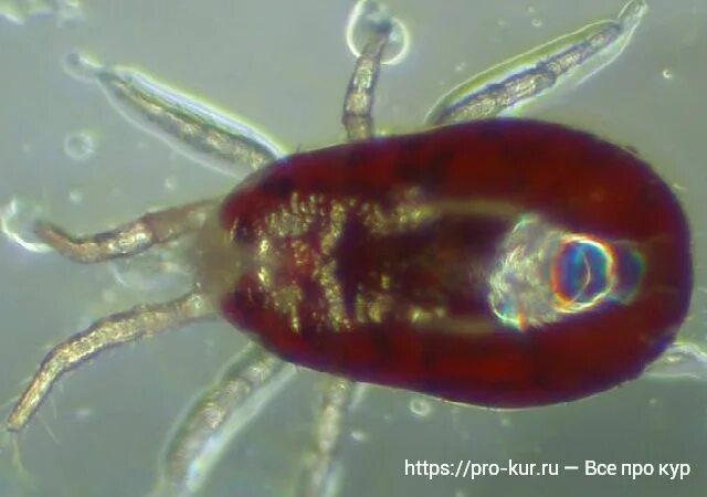 Персидский клещ фото Клещи у кур несушек и бройлеров как бороться, фото и препараты