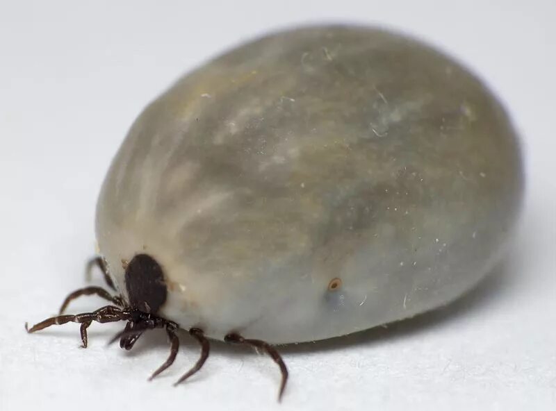 Персидский клещ фото Ectoparasites ESCCAP UK & Ireland