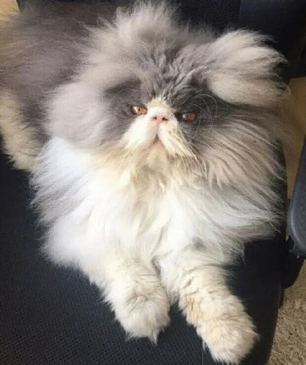 Персидский кот фото Овечий кот": 10 фотографий роскошного персидского котика с невероятно длинной ше
