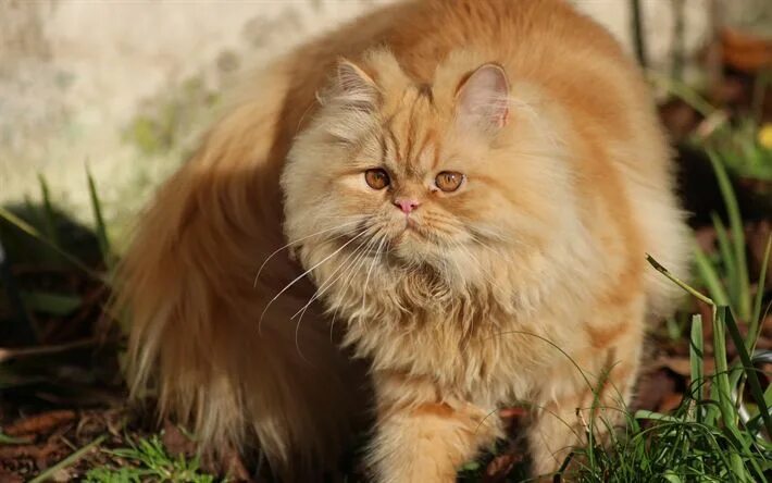 Персидский кот фото Download wallpapers Persian cat, ginger fluffy cat, pets, domestic cats, breed o