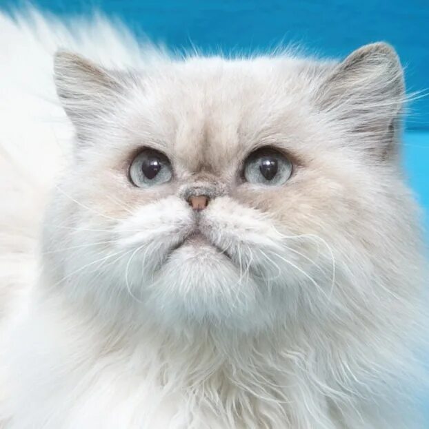 Персидский кот фото Брошенный болезненный ласковый белый персидский кот 6 лет-помогите пристройством