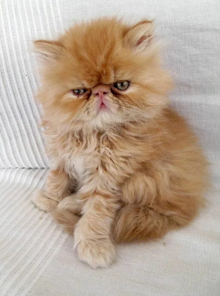 Персидский кот фото Как выглядят котята разных пород? Такая прелесть! Персидские котята, Персидская 