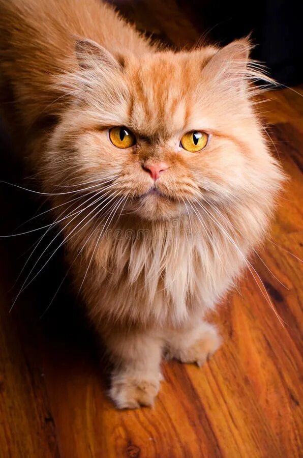 Персидский кот фото рыжий Прелестный красный твердый котенок енота Мейна с красивыми щетками на T Стоковое