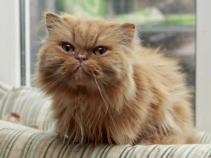 Персидский кот фото рыжий Рыжие персидские коты: характеристика и особенности ухода