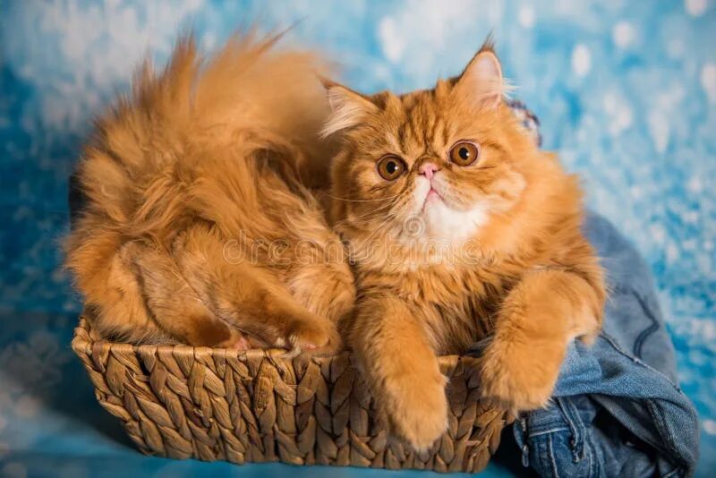 Персидский кот фото рыжий Милый персидский кот на синем Рождество в корзине Стоковое Фото - изображение на