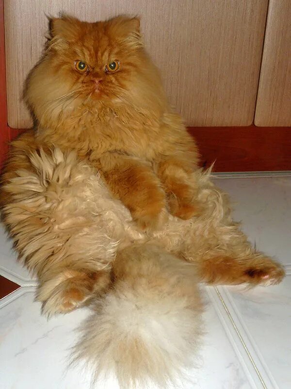 Персидский кот фото рыжий Garfi-I am very tired Persian cat, Pretty cats, Funny cat pictures