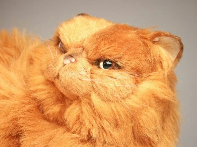 Персидский кот фото рыжий Red Persian Cat 2452 Persian cat, Cats, Pet pigs