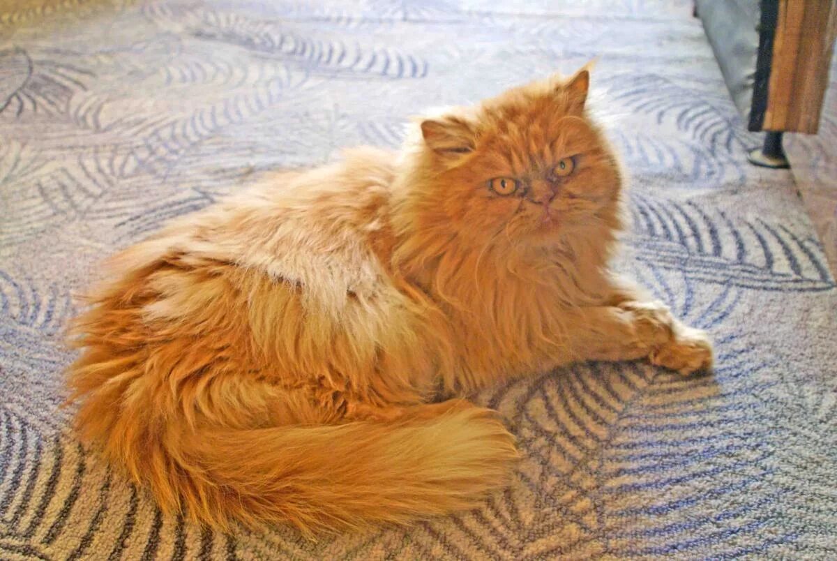 Персидский кот фото рыжий Персидский рыжий кот потерял хозяев - Домашние животные - Форум ОЗЁРЫ ИНФО, г. О