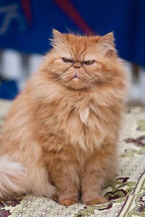 Персидский кот фото рыжий Persian cat Bob is looking for good owners. - Buy on www.bizator.com