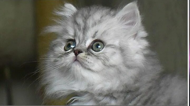 Персидский кот фото серый персидский котенок - купить в Чехове, цена 500 руб., продано 13 декабря 2019 - К