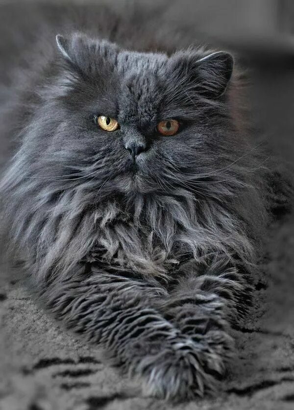 Персидский кот фото серый Pin by Velzevoula Angie on ANIMAL KINGDOM Gorgeous cats, Persian cat, Cats