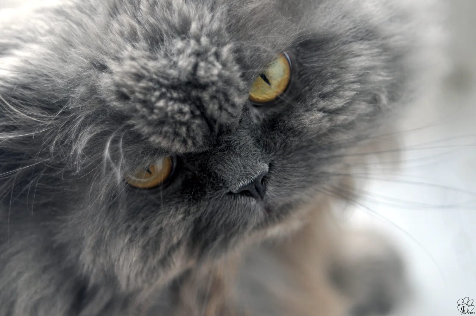 Персидский кот фото серый Мой самый лучший и преданный друг Пикабу
