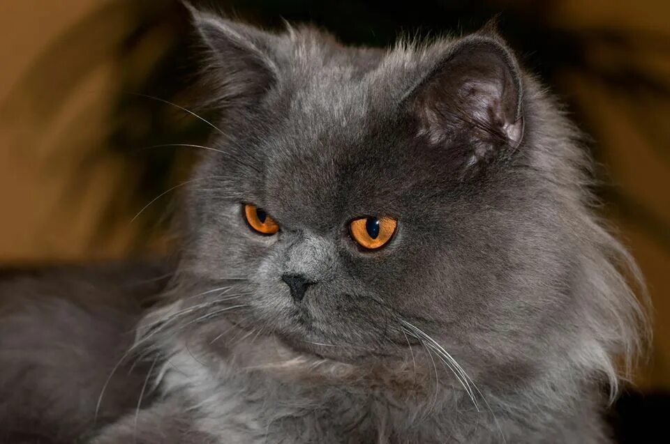 Персидский кот фото серый http://www.pinterest.com/backyardwillow/cats-are-kids-too/ Cats, Persian cat, Ca