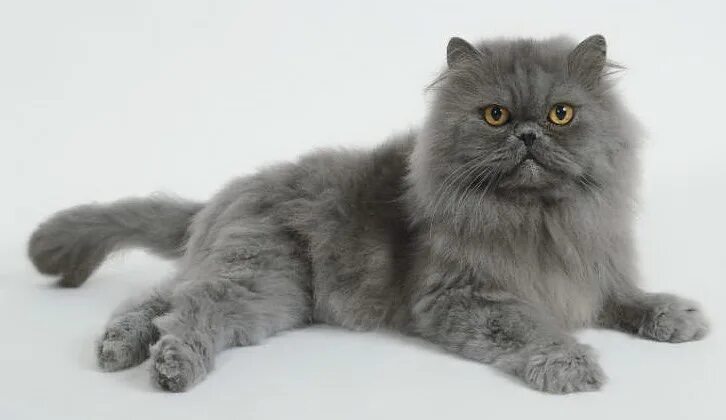Персидский кот фото серый Питомник персидских кошек: как выбрать и купить персидского котенка в питомнике 