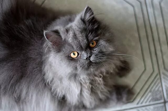 Персидский кот фото серый 9 Tips For Keeping Your Long-Haired Cat Mat-Free Cats, Long haired cats, Free ca