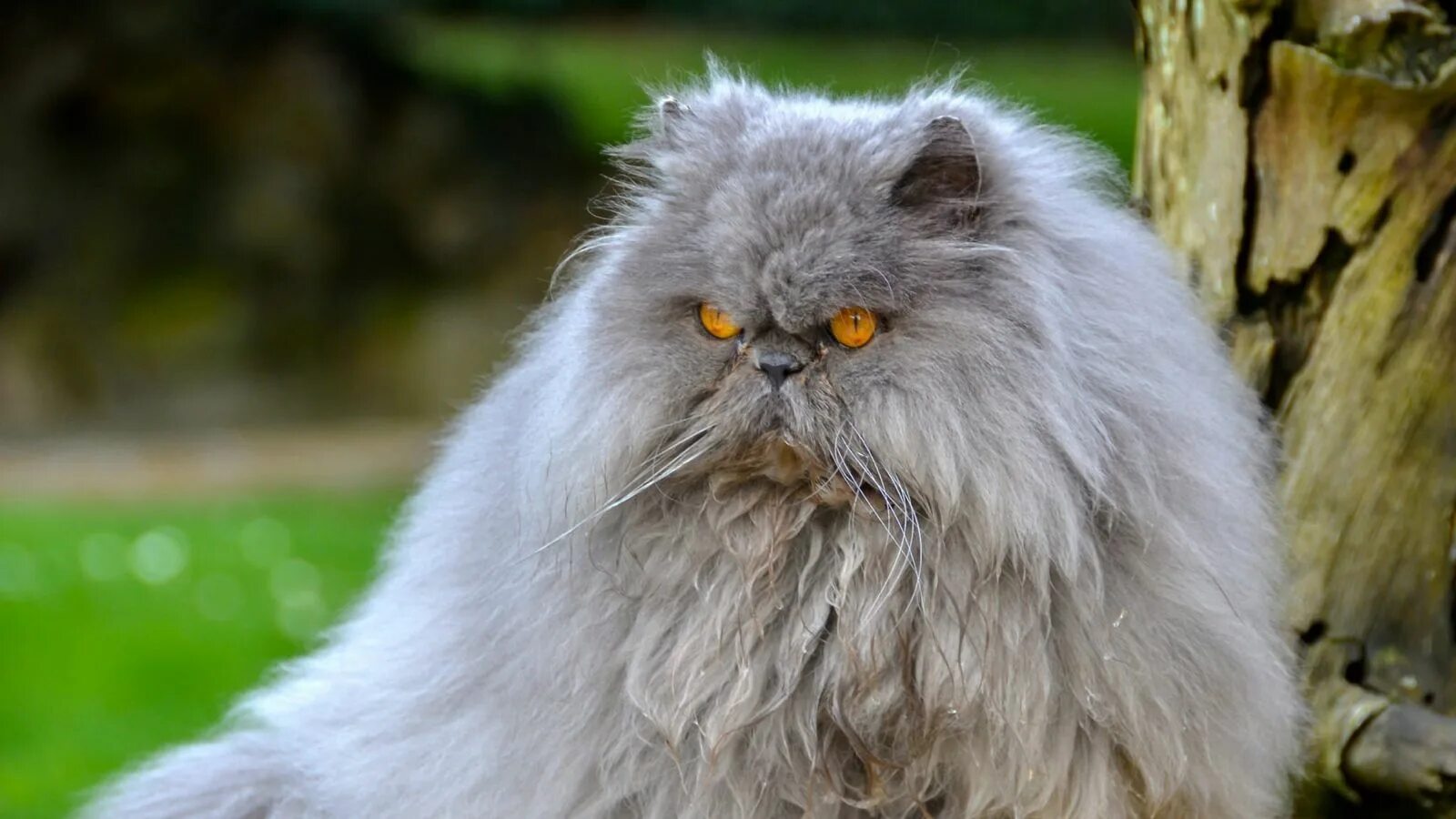 Персидский кот фото серый Download wallpaper 1600x900 persian cat, cat, furry, angry widescreen 16:9 hd ba