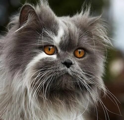 Персидский кот фото серый Cats and Kittens on Twitter Cats, Pretty cats, Persian cat