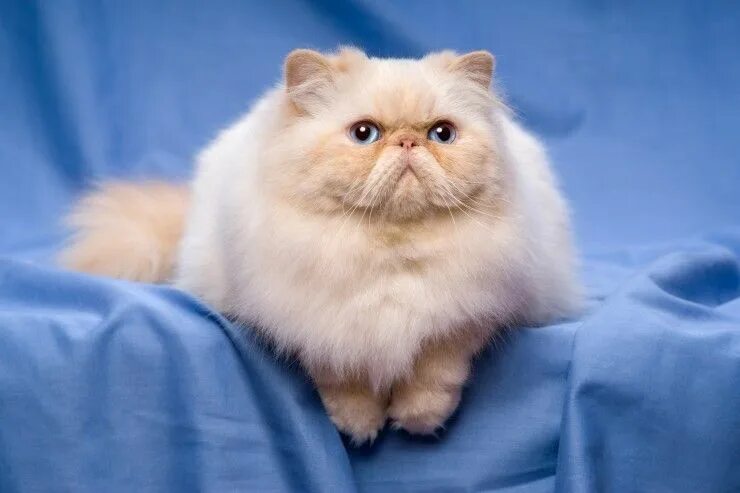 Персидский котик фото Please Follow Like and Share @MeowOutlet Persian kittens, Cat breeds, Most beaut