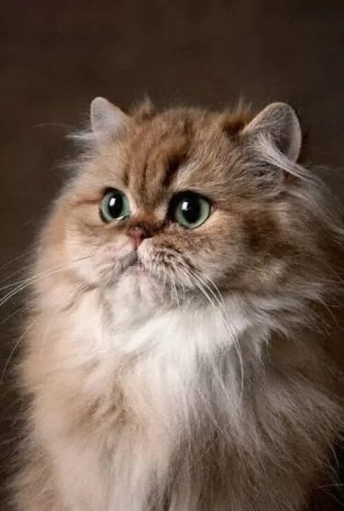 Персидский котик фото İran Kedisi Resimleri Beautiful cats, Pretty cats, Cats