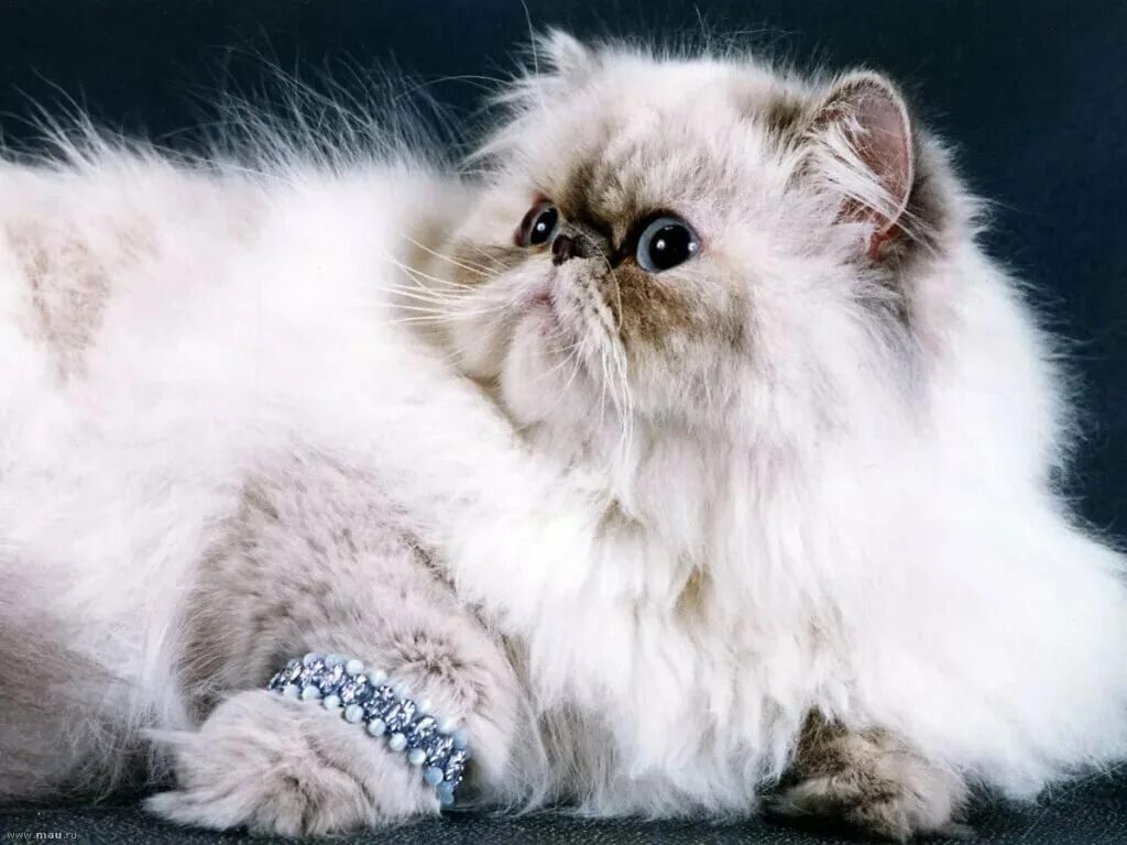 Персидский котик фото Урок истории. Кошки. Персидская кошка Интересные интересности (ИИ) Дзен
