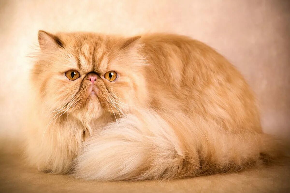 Персидский котик фото Персидские кошки - живой комочек счастья