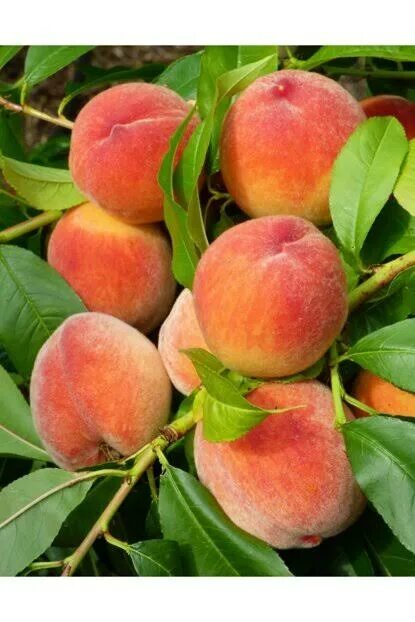 Персик адриатика описание сорта фото отзывы Fruit seedlings - buy in bulk on Qoovee Market