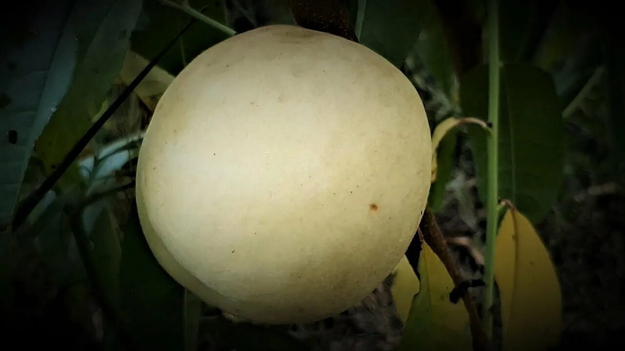 Персик айс пич описание сорта фото Ice Peach VS Fidelia - персик Айс пич против Фиделии - дегустация и сравнение - 