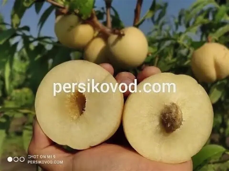 Персик айс пич описание сорта фото Персик Айс Піч ('Ice Peach') http://persikovod.com - YouTube
