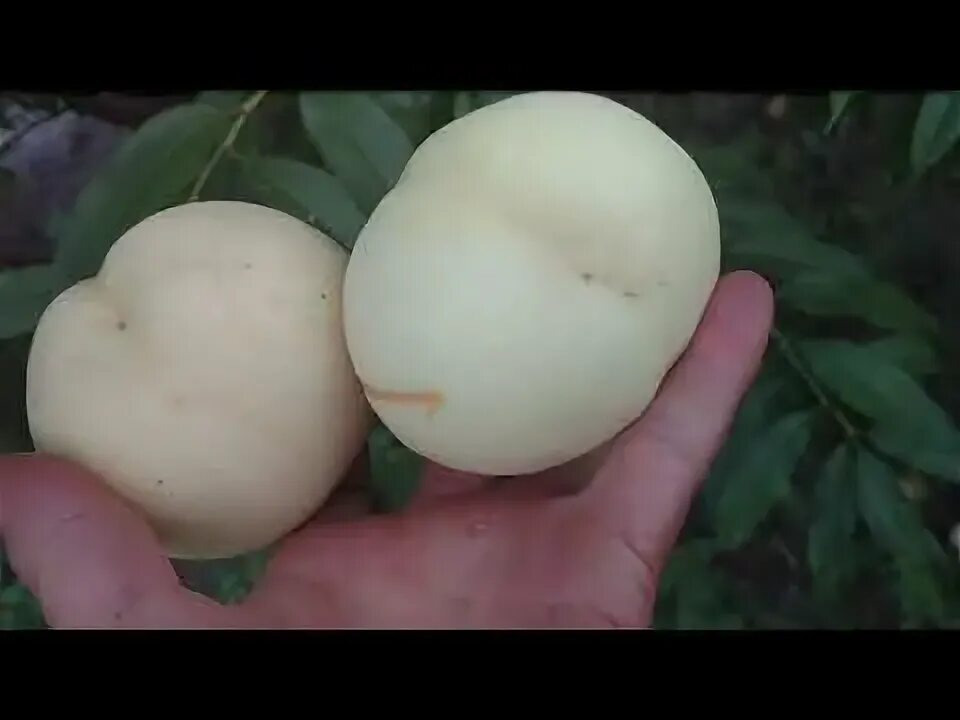 Персик айс пич описание сорта фото Персик Айс Пич / Ice Peach / Урожай 2020. Отзыв и видео от питомника Макси Сад. 