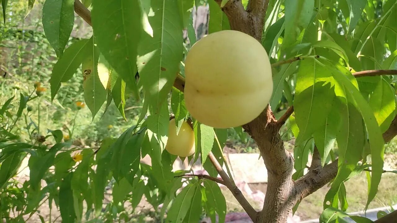 Персик айс пич описание сорта фото отзывы Персик Айс Пич (Ice Peach) Сигнальное плодоношение 2021 Дегустация - YouTube
