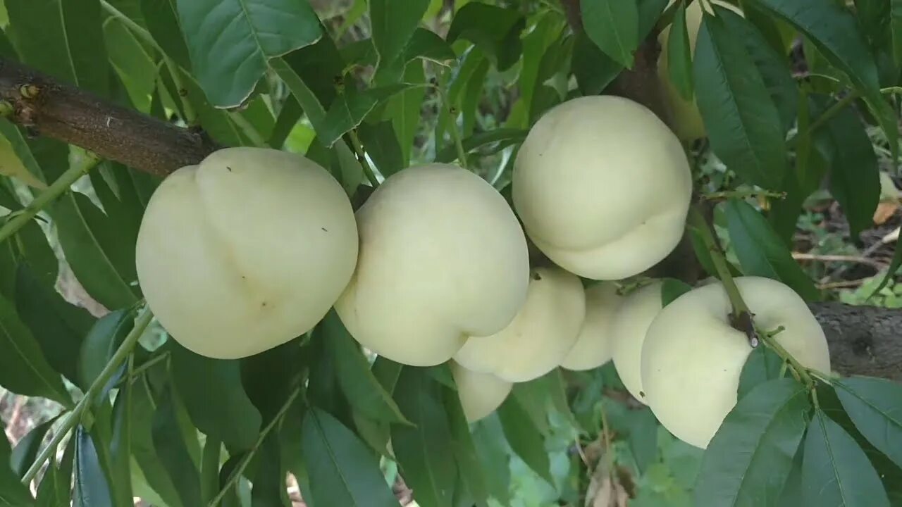Персик айс пич описание сорта фото отзывы Персик Ice Peach ® Айс Піч 2021 - YouTube