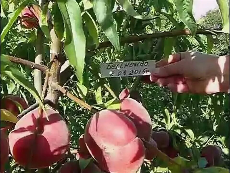Персик бельмондо описание сорта фото Сорт инжирного персика Бельмондо, сорт краснолистного нектарина Медведевский 2 -