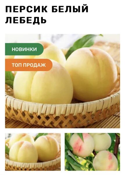 Персик белый лебедь фото и описание Персик_Ррр8887 - купить по выгодным ценам в интернет-магазине OZON (703133781)
