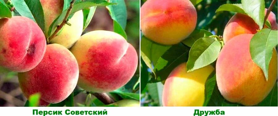 Персик белый лебедь фото и описание Персик: посадка и уход, обрезка и прививка, болезни и вредители, сорта
