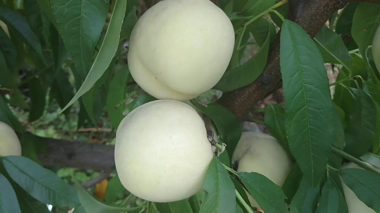 Персик белый лебедь описание сорта морозостойкость фото Персик Айс Пич /Ice Peach/. Созревание, дегустация, отзыв и видео от питомника М