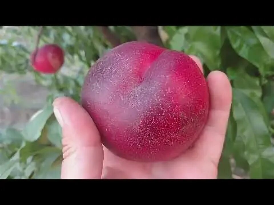 Персик биг топ описание сорта фото отзывы Нектарин Биг Топ /nectarine Big Top/ Полное созревание. Отзыв и видео от питомни