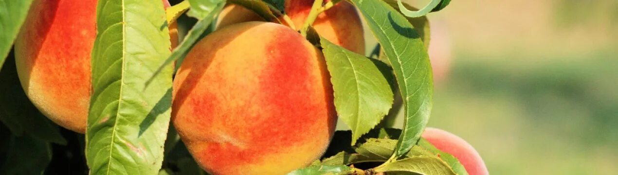 Персик биг топ описание сорта фото отзывы Сорта нектарина: топ-20 с описанием и характеристиками, особенности посадки и ух