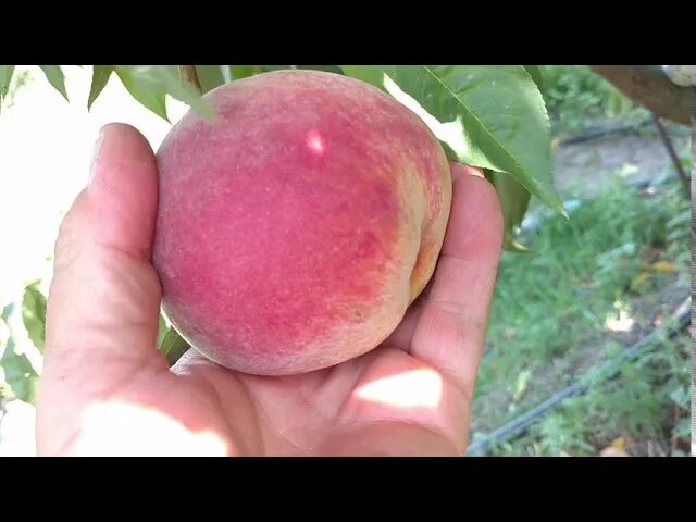 Персик биг топ описание сорта фото отзывы Нектарин Биг Топ: фото и описание сорта Природная галерея Фотогалерея природы на