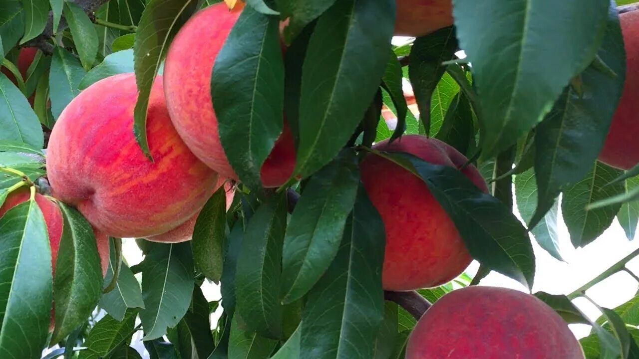 Персик боксер описание сорта фото Супер урожай персика ПОСОЛ МИРА 2018 / peach crop "Ambassador of Peace" - YouTub