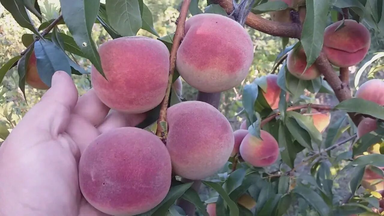Персик боксер описание сорта фото Персик сорт поздний Лаурол(peach Laurol) - YouTube