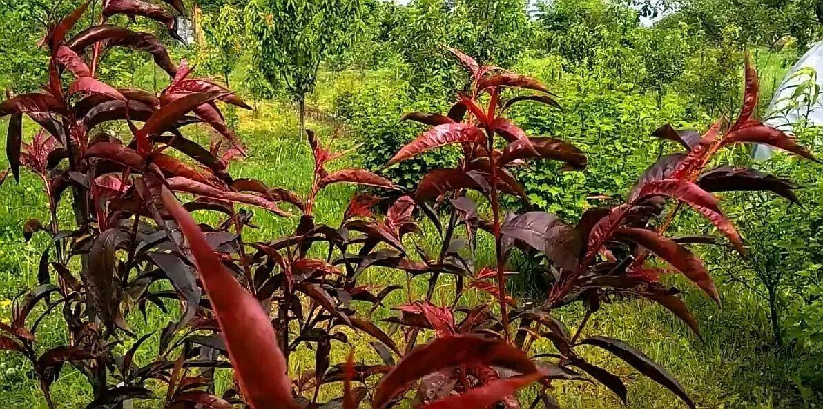 Персик бургунди фото Сорт КРАСНОЛИСТНОГО персика Бургунди - мои отзывы и советы по уходу