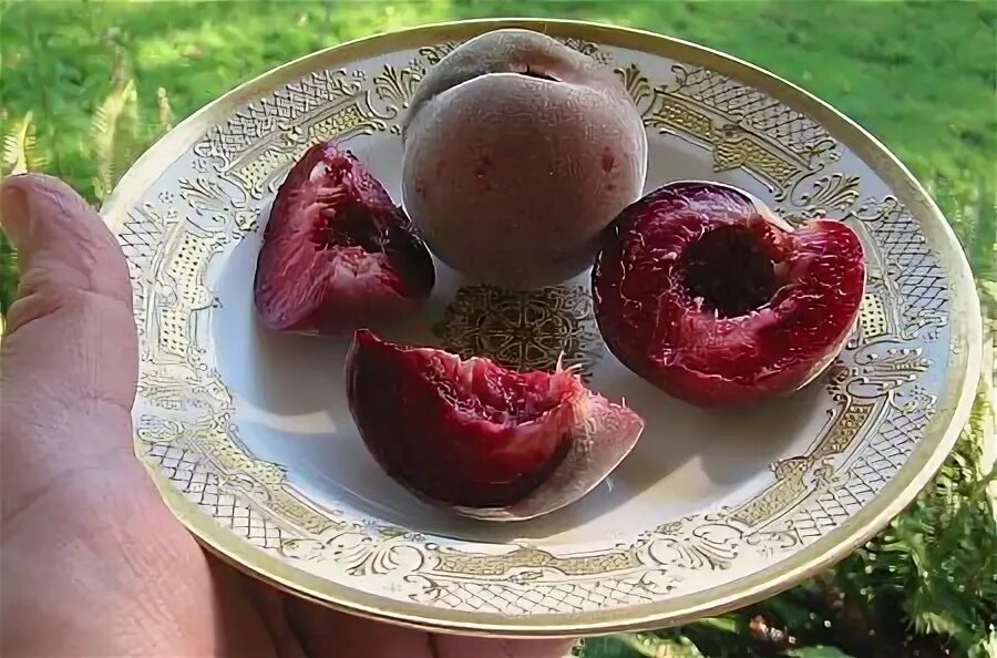 Персик бургунди фото отзывы описание Indian Free Peach (variety); most unusual and very late season, small peaches re