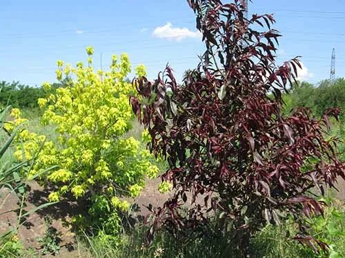 Персик бургунди описание и фото Саженцы клена ясенелистного Одессанум - Mariupol Pitomnik "AZOV"