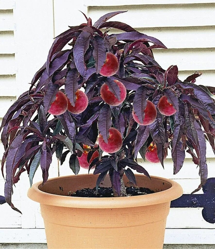 Персик бургунди описание сорта фото Nouveaux fruits Ma passion du verger Arbre fruitier, Arbuste fruitier, Fruitier