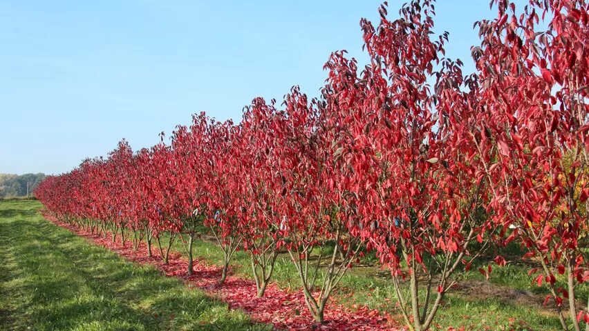 Персик бургунди описание сорта фото отзывы морозостойкость Prunus serrulata 'Royal Burgundy' TreeEbb Cистема онлайн-поиска деревьев Питомни