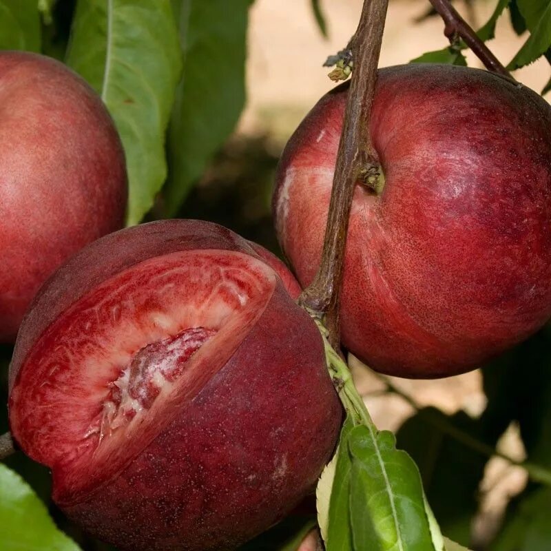 Персик бургунди описание сорта фото отзывы садоводов Arctic Glo White Nectarine Tree (Semi-dwarf)