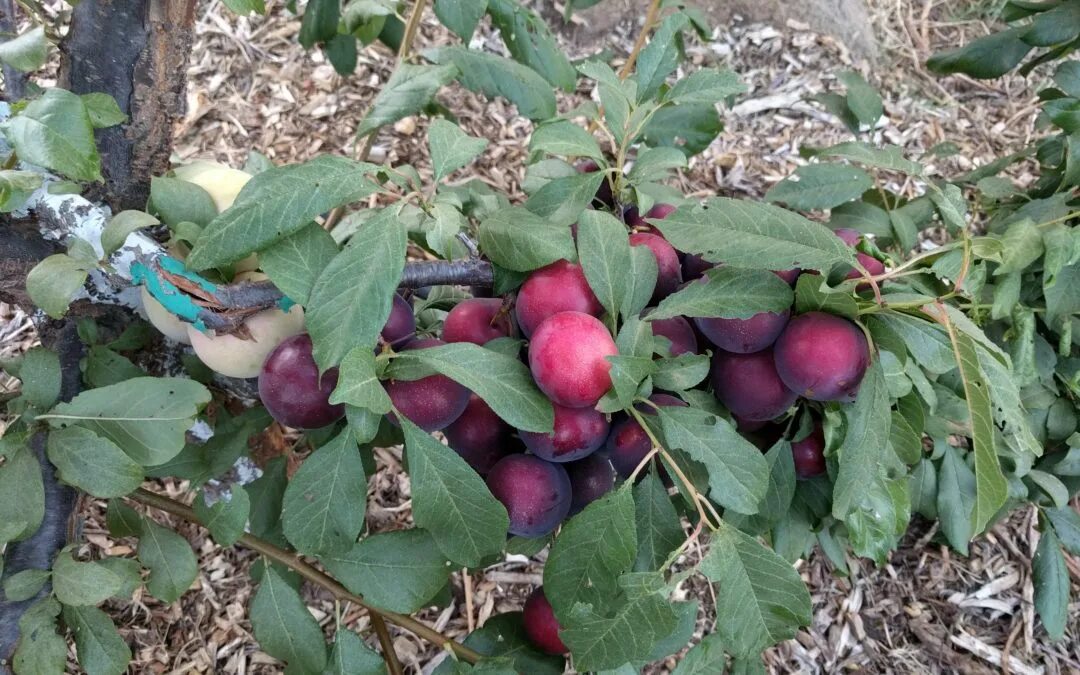 Персик бургунди описание сорта фото отзывы садоводов Oh the mistakes I've made: Not thinning enough fruit from a plum tree - Greg Ald