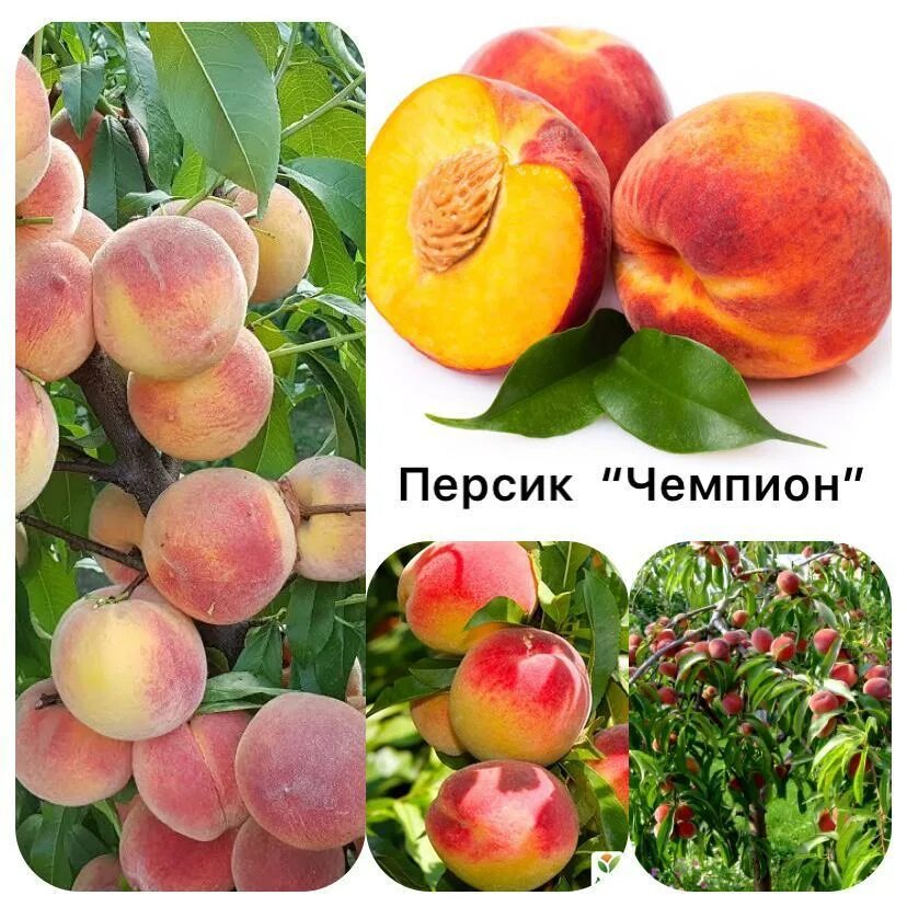 Персик чемпион фото описание Купить Персик Чемпион. Саженцы в Алматы - Treesvitas
