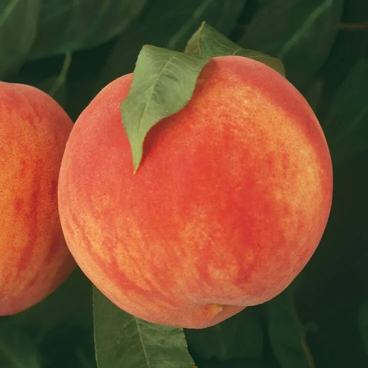 Персик чемпион ранний описание сорта фото Fingerlakes Super Hardy Peach from Stark Bro's Peach trees, Fruit trees, Dwarf p