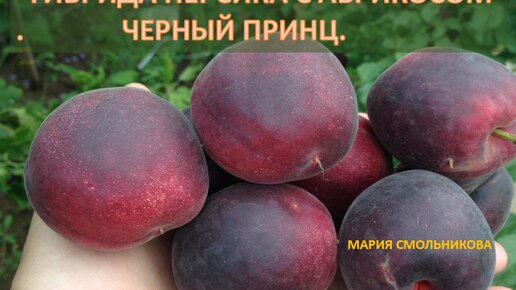 Персик черный принц описание сорта фото Летняя обрезка гибрида персика с абрикосом Черный принц. Мария Смольникова Дзен